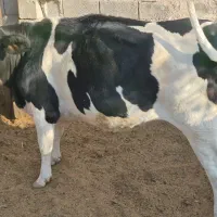 تلیسه