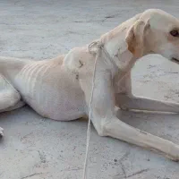 سگ تازی شکاری|سگ|جرقویه, |دیوار