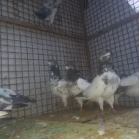 فروش کبوتر|پرنده|خورموج, |دیوار