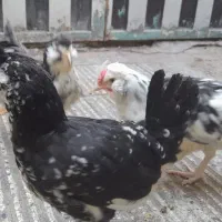 نیمچه مرغ و خروس گلین چهلتاج ریش کاکل|حیوانات مزرعه|گرگان, |دیوار