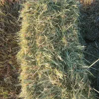 یونجه|خدمات باغبانی و درختکاری|کرمانشاه, |دیوار
