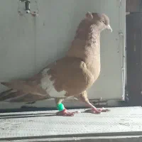 کبوتر سرک زرد