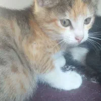 واگذاری رایگان بچه گربه|گربه|رودسر, |دیوار