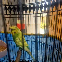 فروش مرغ عشق