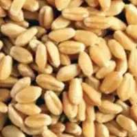 گندم پیشگام