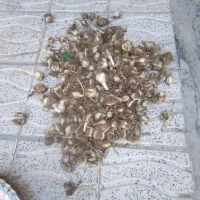 موسیر کوهی
