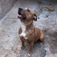 پیتبول تایگری ژرمن، مالینویز پامر، شیتزو، اشپیتز