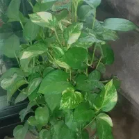 هدیه روز مادر|گل و گیاه طبیعی|کرمانشاه, |دیوار