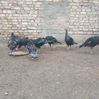 بوغلمون محلی