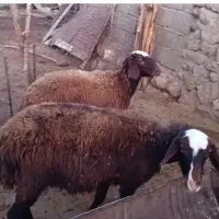 بره ماده داشتی