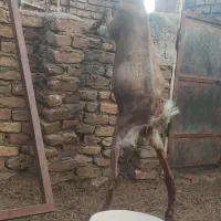 بز دوقلوزا جوان