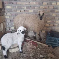 گوسفند|حیوانات مزرعه|خوسف, |دیوار