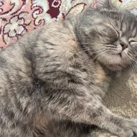 گربه|گربه|مشهد, میعاد (شهرک غرب)|دیوار