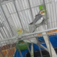 قیمت ۲۵۰۰۰۰۰۰|پرنده|قزوین, |دیوار