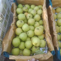 سیب میانه بسیار خوش طعم مناسب مصرف روزانه