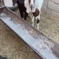 دوعددبز زاییده