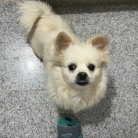 سگ پامرانین خانگی با شناسنامه|سگ|قائن, |دیوار