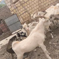 بز و کره درجه یک|حیوانات مزرعه|میبد, |دیوار