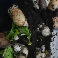 حلزون تخم گزار|خزنده|راین, |دیوار