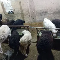 بره نر میش قوچ بزغاله