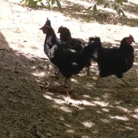 مرغ تخم گذار