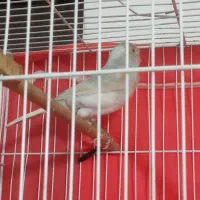 قناری سیلور نقرهای سفید|پرنده|مشهد, شهید معقول|دیوار