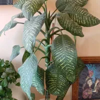 گل دفین باخیا