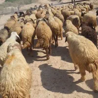 ۱۴۰ راس گوسفند