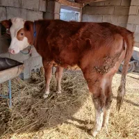 گوساله سیمنتال ماده کور|حیوانات مزرعه|گمیشان, |دیوار