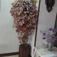 درختچه برگهای پاییزی وارداتی