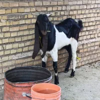 حیوانات|حیوانات مزرعه|ایذه, |دیوار