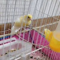قناری دوتا قرص