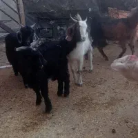 بزغاله نر کیلویی ۲۶۰ هزار|حیوانات مزرعه|بجنورد, |دیوار