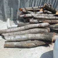 خریدار هرگونه چوب هرسی و....|خدمات باغبانی و درختکاری|شهریار, دهشاد بالا|دیوار