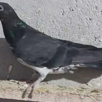 کبوتر|پرنده|کرج, فاز ۴ مهرشهر|دیوار