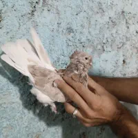نر سرور تخت دم سفید گرویی