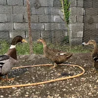 اردک پروازی