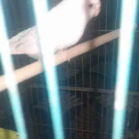 مرغ عشق