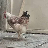 مرغ و خروس محلی رسمی جوان۶ماهه شهرری|حیوانات مزرعه|ری, دیلمان|دیوار