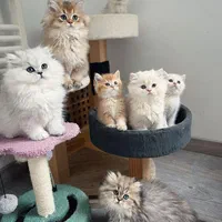 شهر گربه های اشرافی ( مجموعه گربه میوهاپ )