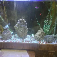 آکواریوم ماهی