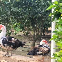 جوجه اردک اسرائیلی/روسی/موسکویی