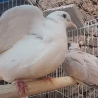 ۴تا کبوتر