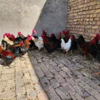 خروس محلی|حیوانات مزرعه|بوئین زهرا, |دیوار