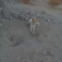 سگ ۶ ماهه قلدر