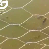 فروش ماهی کپور