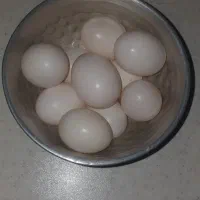 تخم کبوتر
