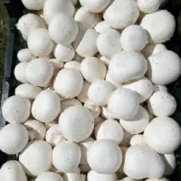 فروش قارچ بصورت مستقیم