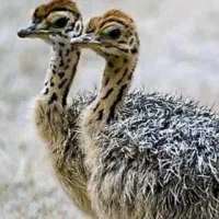 جوجه شترمرغ