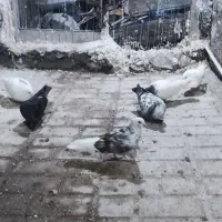 کبوتر|پرنده|مینودشت, |دیوار